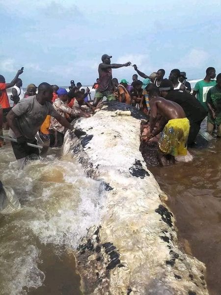 Stop consuming dead whales, it could result in mercury poisoning – Bayelsa govt warns residents