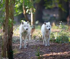 Three Wolves maul woman who went jogging at zoo in France