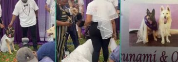 Elaborate white wedding of two dogs stirs massive reaction (Video)